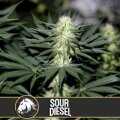 Sour Diesel - Blimburn Seeds 9 Samen