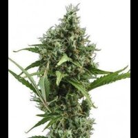 Auto Amnesia from Seeds66 1 Seeds