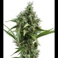 Auto Amnesia from Seeds66 3 Seeds