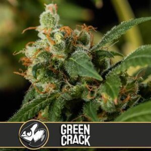 Green Crack from Blimburn Seeds 3 Seeds