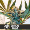 Critical Daddy - Blimburn Seeds 9 Samen