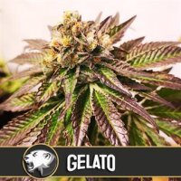 Gelato from Blimburn Seeds