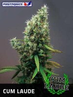 Cum Laude by Positronic Seeds