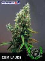 Cum Laude Feminised Seeds