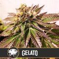 Gelato - Blimburn Seeds 6 Samen