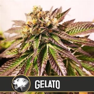 Gelato from Blimburn Seeds 9 Seeds