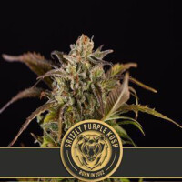 Grizzly Purple Kush from Blimburn Seeds 3 Seeds