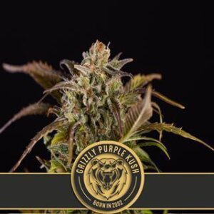Grizzly Purple Kush from Blimburn Seeds 6 Seeds