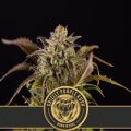 Grizzly Purple Kush from Blimburn Seeds 9 Seeds