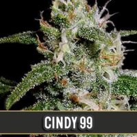 Cindy 99 feminised Seeds - 3 Seeds 3 Seeds