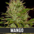 Mango from Blimburn Seeds 9 Seeds