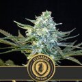 Guanabana - Blimburn Seeds