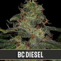 BC Diesel from Blimburn Seeds