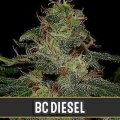 BC Diesel - Blimburn Seeds
