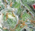 Jack Diesel - Positronic Seeds