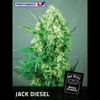 Jack Diesel Feminised Seeds 3 Seeds
