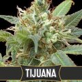 Tijuana from Blimburn Seeds