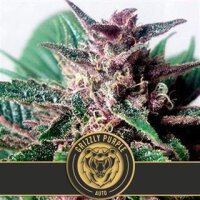 Grizzly Purple Auto - Blimburn Seeds