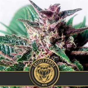 Grizzly Purple Auto from Blimburn Seeds 3 Seeds