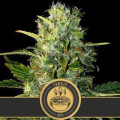 Tangie Auto from Blimburn Seeds 6 Seeds