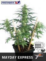 MayDay Autoflowering by Positronic Seeds