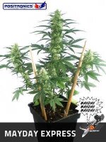 MayDay Autoflowering Feminised Seeds