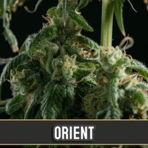 Orient Auto from Blimburn Seeds 3 Seeds