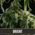 Orient Auto from Blimburn Seeds 3 Seeds