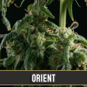 Orient Auto from Blimburn Seeds 6 Seeds