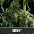 Orient Auto from Blimburn Seeds 9 Seeds