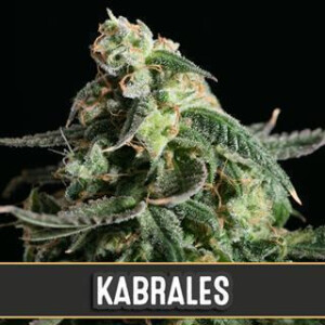 Kabrales Auto from Blimburn Seeds 3 Seeds