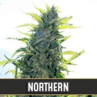 Northern Auto - Blimburn Seeds 3 Samen