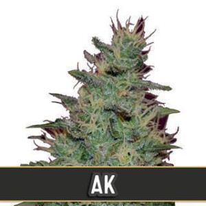 AK Auto from Blimburn Seeds 3 Seeds