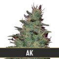 AK Auto from Blimburn Seeds 9 Seeds
