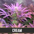 Cream Auto from Blimburn Seeds