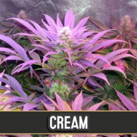 Cream Auto - Blimburn Seeds 6 Samen