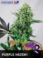 Purple Haze # 1 by Positronic Seeds