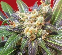 Purple Haze # 1 by Positronic Seeds