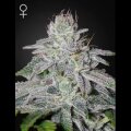 Franco´s Lemon Cheese from Greenhouse Seeds