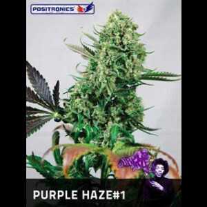 Purple Haze # 1 Feminised Seeds 3 Seeds