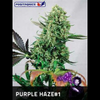 Purple Haze # 1 Feminised Seeds 3 Seeds