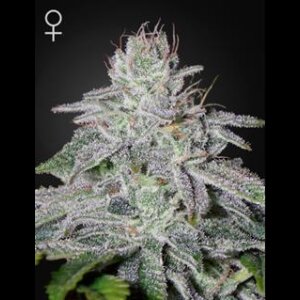 Franco´s Lemon Cheese from Greenhouse Seeds 5 Seeds