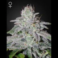 Franco´s Lemon Cheese from Greenhouse Seeds 10 Seeds
