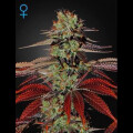 King´s Kush Auto from Greenhouse Seeds 10 Seeds
