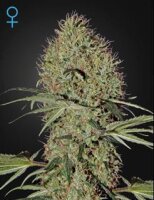 Super Bud Auto - Greenhouse Seeds