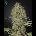 Super Bud Auto from Greenhouse Seeds