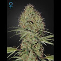 Super Bud Auto from Greenhouse Seeds 5 Seeds