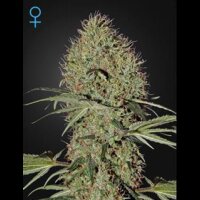 Super Bud Auto from Greenhouse Seeds 10 Seeds