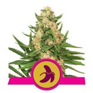 Fat Banana from Royal Queen Seeds