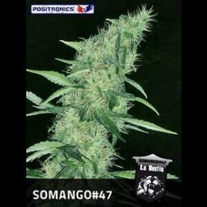 Somango #47 - Positronic Seeds
